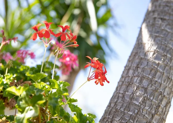 La Lantana